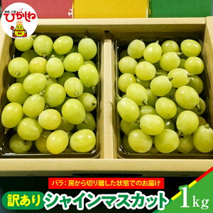 �y�ӂ邳�Ɣ[�Łz�y2026�N�Y�z�V���C���}�X�J�b�g �󂠂� �� 1kg �o�� �Ԃǂ� ���� �V���C�� �}�X�J�b�g �ʕ� �������� �t���[�c ���Ԍ��� 2026 �ߘa8�N�x �① ��s��t �O���� �������� �����n