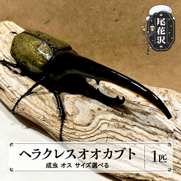 楽天市場】【ふるさと納税】尾花沢市産 昆虫の王様 ヘラクレス 