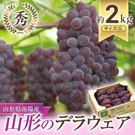 【ふるさと納税】【令和6年産先行予約】 JA デラウェア 約2kg (2L 秀) 《令和6年7月下旬～8月下旬発送》 山形県 南陽市 921