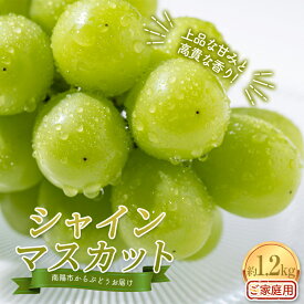 【ふるさと納税】 【令和8年産先行予約】〈家庭用〉 シャインマスカット 約1.2kg (2〜3房) 《令和8年10月上旬〜発送》 『紺野農園』 山形県 南陽市 [1914-R8]
