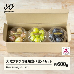 yӂ邳Ɣ[Łz ss\t2025N R`RӒY 嗱uhE3ސHה׃ZbgIpbN600gi200g×3)@2025N9{珇  F21A-242