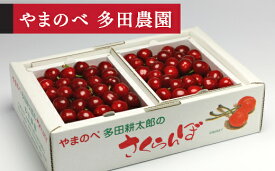 【ふるさと納税】 《先行予約》2027年 山形県産 紅さやか バラ詰め(パック）1kg M~L やまのべ多田耕太郎のさくらんぼ 送料無料 F20A-037