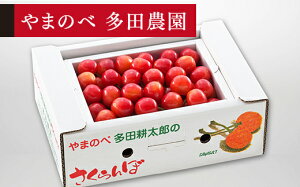 yӂ邳Ɣ[Łz ss\t 2026N R`Y  ol(pbNj500g ܂̂בckŶ TN{ c_ \ t[c  ʕ fU[g R` RӒ 