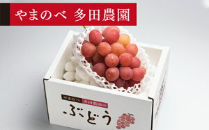 yӂ邳Ɣ[Łz ss\t2026N R`Y NC[j[i 1[ ܂̂בc_̂Ԃǂ  F20A-999