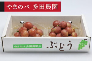 �y�ӂ邳�Ɣ[�Łz �s��s�\��t2026�N �R�`���Y �N�C�[���j�[�i �_�C���p�b�N 250g×2�p�b�N ��܂̂ב��c�_���̂Ԃǂ� �������� tn-buqnd2