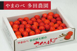 �y�ӂ邳�Ɣ[�Łz �s��s�\��t2026�N �R�`���Y �g�G�� �o���l�� ��700g L~2L�T�C�Y�ȏ� ��܂̂ב��c�k���Y�̂������� �T�N�����{ tn-bsxlb700