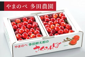 【ふるさと納税】《先行予約》2026年 山形県産 さくらんぼ「真夏のルビー紅姫」バラ詰 1kg やまのべ多田耕太郎のさくらんぼ ※沖縄・離島への配送不可 tn-bhxbp1000