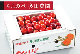【ふるさと納税】《先行予約》2026年 山形県産 さくらんぼ「真夏のルビー紅姫」バラ詰 500g やまのべ多田耕太郎のさくらんぼ ※沖縄・離島への配送不可 tn-bhxbp500