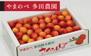 yӂ邳Ɣ[Łzss\t2026N R`Y [jA ol 700g ܂̂בckŶ TN{ tn-rnx2b700