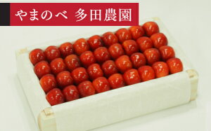 yӂ邳Ɣ[Łzss\t2026N R`Y ܂g I˔l700g ܂̂בckŶ  tn-ybxxk700