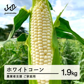 【ふるさと納税】 ≪先行予約≫ 農業者支援 ご家庭用 2026年 山形県産 ホワイトコーン ピュアホワイト 1.9kg 生で味わう 白とうもろこし トウモロコシ コーン 夏 野菜 やさい ※沖縄・離島への配送不可 送料無料 ot-cnwwx2
