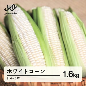 yӂ邳Ɣ[Łz ss\t2026N R`Y zCgR[ sAzCg 1.6kg(4-6{jŖ키 Ƃ낱 gERV R[   ₳ Eւ̔zs 