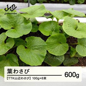 yӂ邳Ɣ[ŁzqTTKRӂ킳сrt킳 R` R  tk-hwxx Eւ̔zs