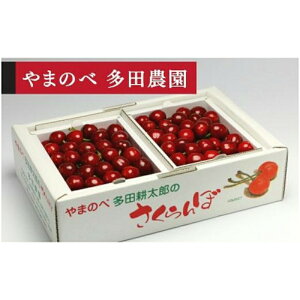 �y�ӂ邳�Ɣ[�Łz�s2026�N��s�\��t�y�R�`���l�z�o���l L�`2L 500g×2�y��܂̂ב��c�k���Y�̂������� ���c�_���z���Ԍ��� ���ʌ��� �R�`���Y �T�N�����{ �t���[�c �ʕ� �������� F4A-0032