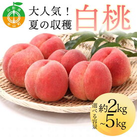 【ふるさと納税】 ＼選べる容量／《2026年先行予約》 山形県産 大人気！ 夏の収穫 白桃 約2kg 約3kg 約5kg 桃 もも フルーツ くだもの 山形県 中山町 F4A-0423var