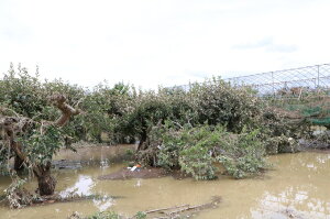 【ふるさと納税】【令和2年7月豪雨災害支援緊急寄附受付】山形県河北町災害応援寄附金(返礼品はありません)
