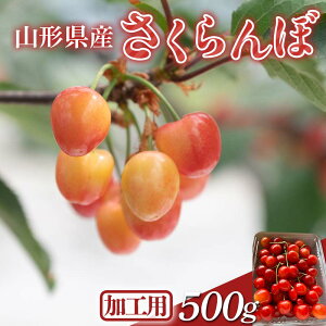 yӂ邳Ɣ[Łz2026Ns\Hp R` i킨܂  500g opbN 2026N6{珇 ʕ  t[c ĉʕ TN{ `F[ 󂠂 
