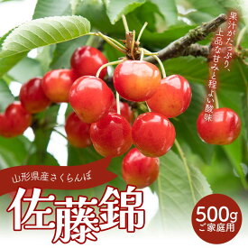 【ふるさと納税】≪2026年先行予約≫ご家庭用 山形県産 さくらんぼ 佐藤錦 M バラパック詰め 500g 2026年6月上旬から順次発送 果物 くだもの フルーツ 桜桃 サクランボ 小玉 訳あり 家庭用 自宅用 農業者支援 農家支援 山形県 西川町 月山 FYN6-052