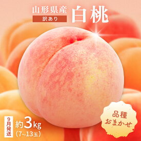【ふるさと納税】 ≪2026年先行予約≫ ご家庭用 9月発送 山形県産 品種おまかせ 白桃 約3kg(7～13玉) 2026年9月上旬から順次発送 硬い はくとう 桃 もも モモ 果物 くだもの 夏果実 フルーツ 訳あり 農業者支援 家庭用 自宅用 産地直送 山形県 西川町 月山 FYN9-732