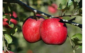 yӂ邳Ɣ[ŁzI  ܂ӂ G ` G 3kg ڈ 9 R`Y Y ʕ R` Y t[c Tӂ S ь ~ 