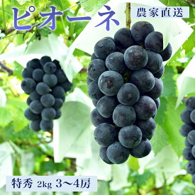 【ふるさと納税】ぶどう ピオーネ 2kg 3〜4房 特秀 農家直送 山形県 朝日町産 山形産 ブドウ 葡萄 グレープ 果物 フルーツ 秋 先行予約 送料無料