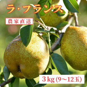 yӂ邳Ɣ[ŁzEtX m 3kg 9`12 Gi _ƒ R` Y R`Y R` Y Yn ʕ t[c tX H 