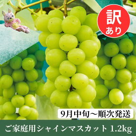 【ふるさと納税】訳あり シャインマスカット 1.2kg以上 農家直送 【9月中旬～11月上旬発送】ぶどう ブドウ 葡萄 果物 フルーツ 家庭用 ご家庭用 秋 山形県 朝日町産 山形産 送料無料