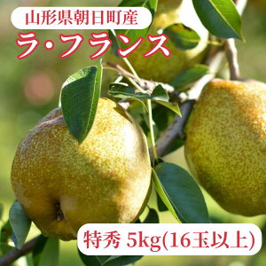 yӂ邳Ɣ[ŁzEtX m 5kg 16ʈȏ G R`Y R` Y Yn ʕ t[c tX H R` Y 