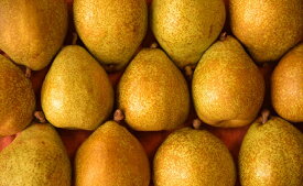 【ふるさと納税】ゼネラルレクラーク 洋梨 特秀 3kg詰め 山形産 農家直送 山形 特産 産地直送 果物 洋ナシ 西洋梨 西洋ナシ フルーツ 秋 山形県 朝日町産 送料無料 先行予約