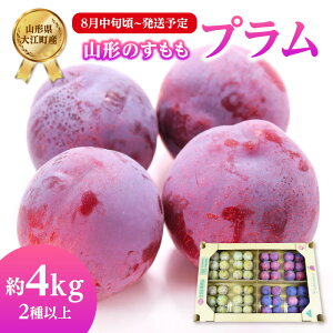 �y�ӂ邳�Ɣ[�Łz �s��s��t�t�������i�v�����j��4kg 2��ȏ�y2026�N8�����{���`�����\��z�y�R�`�v�����E��]���Y�z ��s�\�� ���ʌ��� �Â� �W���[�V�[ �t���[�c �� �M�t�g �Y�n���� ��