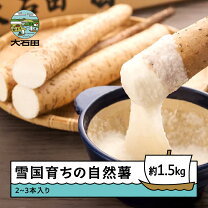 楽天市場】自然薯 1.5kgの通販