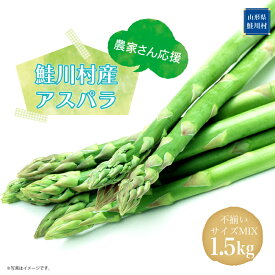 【ふるさと納税】 農家さん応援！！ 鮭川村産 アスパラガス 不揃いサイズ MIX 1.5kg