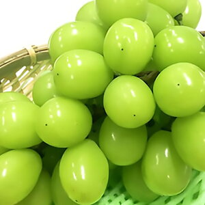 yӂ邳Ɣ[Łz yԌ蔭z VC}XJbg 1[ 700g [tk06ayt050003 R`  _] Ԃǂ uhE  }XJbg 嗱 Ȃ ʕ t[c 