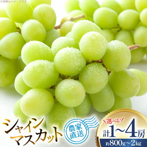 yӂ邳Ɣ[Łz yԌ蔭zR`Y VC}XJbg Iׂe 800g 1.5kg 2kg [tk06ays830000 R`  BqK] 1[ 2[ 4[ VC }XJbg t[c ʕ  Ԃ