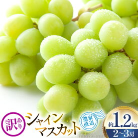 【ふるさと納税】 【2026年発送】 シャインマスカット 訳あり 2〜3房 約1.2kg [治右衛門果樹園 山形県 高畠町 tk06ays830003] 箱詰め フルーツ 果物 くだもの ぶどう ブドウ 葡萄 1.2キロ 甘い