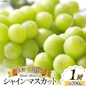 yӂ邳Ɣ[Łz yԌ蔭z VC}XJbg 1[ 700g [tk06ayt050003 R`  _] Ԃǂ uhE  }XJbg 嗱 Ȃ ʕ t[c 
