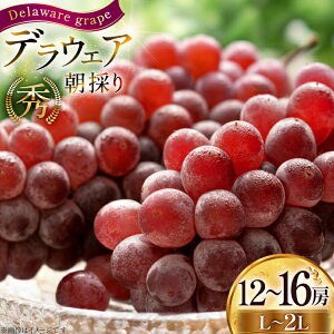 yӂ邳Ɣ[Łz yԌ蔭z Ԃǂ ̂ fEFA G L`2L 12`16[  2kg [HinataԂǂ R`  tk06ayt190007] 햳 uhE   ʕ t[c Yn _ƒ