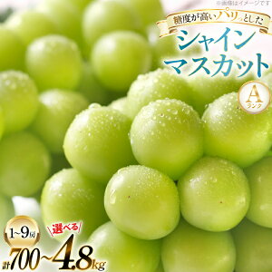 yӂ邳Ɣ[Łz yԌ蔭zR`Y VC}XJbg AN 700g 1.6kg 3.2kg 4.8kg [tk06ayt230003 R`  c_] Ԃǂ uhE  VC }XJbg t[c ʕ 