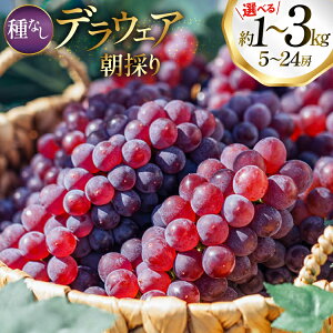 yӂ邳Ɣ[Łz yԌ蔭z Ԃǂ fEFA Iׂ e 1kg`3kg ̂ [R`  oboco grapes]  햳 uhE   ʕ t[c Yn _ƒ