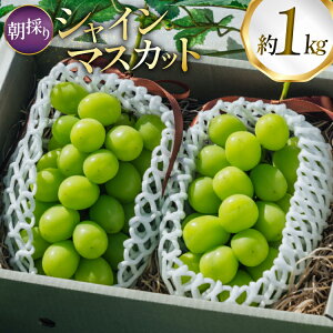 yӂ邳Ɣ[Łz yԌ蔭z VC}XJbg 2[ 1kg ȏ ̂ [tk06ayt250003 R`  oboco grapes] Ԃǂ uhE  t[c ʕ  1L Â