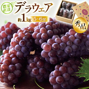 yӂ邳Ɣ[Łz yԌ蔭z fEFA Gi 5`6[ 1kg [ǉʎ R`  tk06ayt350000] p  햳 uhE  Yn _ƒ t[c ʕ 