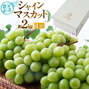 yӂ邳Ɣ[Łz yԌ蔭z VC}XJbg  tl 4[ 2kg [tk06ayt350005 R`  ǉʎ]  Ԃǂ uhE  }XJbg 嗱 Ȃ   ʕ 