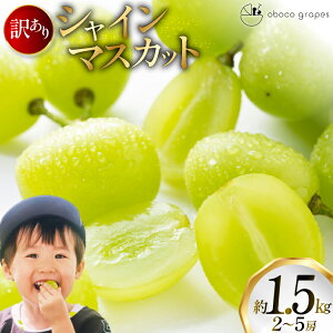 �y�ӂ邳�Ɣ[�Łz �y���Ԍ��蔭���z �V���C���}�X�J�b�g �󂠂� 2�`5�[ ��1.5kg [oboco grapes �R�`�� ������ tk06ayt250004] �Ԃǂ� �u�h�E ���� ���ƒ�p �t���[�c �ʕ� �������� 1.5�L�� �Â�
