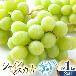 �y�ӂ邳�Ɣ[�Łz �y���Ԍ��蔭���z �V���C���}�X�J�b�g 2�[ ��1kg [���E�q��ʎ��� �R�`�� ������ tk06ays830011] ���l�� �t���[�c �ʕ� �������� �Ԃǂ� �u�h�E ���� 1.5�L�� �Â� �V���C�� �}�X