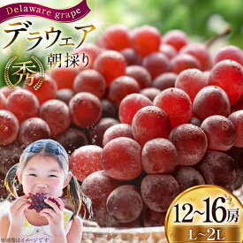 【ふるさと納税】 【期間限定発送】 ぶどう 朝採り デラウェア 秀 L〜2L 12〜16房 約 2kg [Hinataぶどう園 山形県 高畠町 tk06ayt190007] 種なし ブドウ 葡萄 くだもの 果物 フルーツ 産地直送 農家直送 果実 デザート 甘い 期間限定 数量限定 小粒 冷蔵