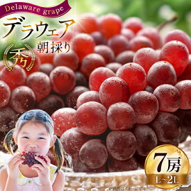 【ふるさと納税】 【期間限定発送】 ぶどう 朝採り デラウェア 秀 L～2L 7房 約 1kg [Hinataぶどう園 山形県 高畠町 tk06ayt190008] 種なし ブドウ 葡萄 くだもの 果物 フルーツ 産地直送 農家直送 果実 デザート 甘い 期間限定 数量限定 小粒 冷蔵