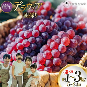 �y�ӂ邳�Ɣ[�Łz �y���Ԍ��蔭���z �Ԃǂ� �f���E�F�A �I�ׂ� ���e�� ��1kg�`��3kg ���̂� [�R�`�� ������ oboco grapes] � �햳�� �u�h�E ���� �������� �ʕ� �t���[�c �Y�n���� �_�ƒ���