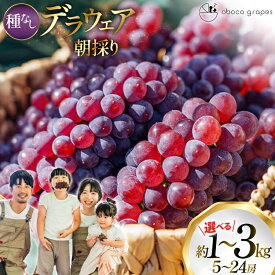 【ふるさと納税】 【期間限定発送】 ぶどう デラウェア 選べる 内容量 約1kg〜約3kg 朝採れ [oboco grapes 山形県 高畠町 tk06ayt250008-pa] 個包装 種無し ブドウ 葡萄 くだもの 果物 フルーツ 産地直送 農家直送