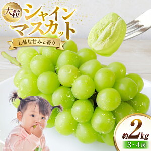 yӂ邳Ɣ[Łz yԌ蔭z VC}XJbg 2kg 3`4[ [y~X R`  tk06ayt290002] Ԃǂ uhE  }XJbg 嗱 Ȃ ʕ  t[c