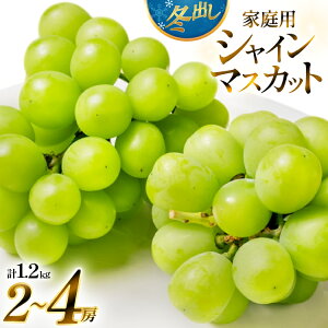 yӂ邳Ɣ[Łz yԌ蔭z 2026N ~o 󂠂 ƒp VC}XJbg 1.2kg (2`4[) [킽ʎ R`  tk06ayt400005] Ԃǂ uhE  }XJbg t[c ʕ 